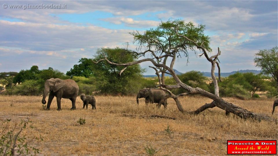 TANZANIA - Tarangire National Park - 26.jpg